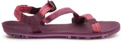 Xero Shoes Z-Trail EV Sandals - Women's -Chic Feet Boutique 1852230028